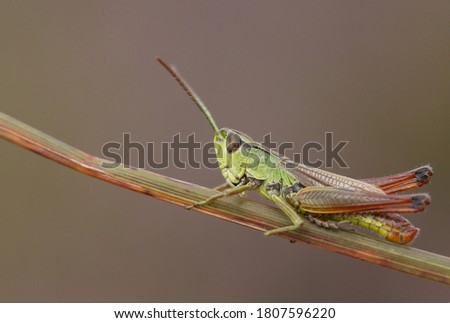 A pretty Meadow Grasshopper, Chorthippus parallelus, perching on grass. Royalty-Free Stock Photo #1807596220