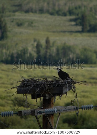 bird nest on telephone pole