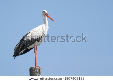 Beautiful one white storks (Ciconia ciconia) on a background of blue sky.Free text space. Royalty-Free Stock Photo #1807603135