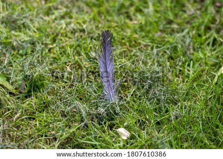 Closeup picture of a bird feather in green grass. Shallow depth of field