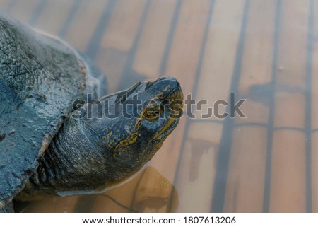 Turtle close up in the river