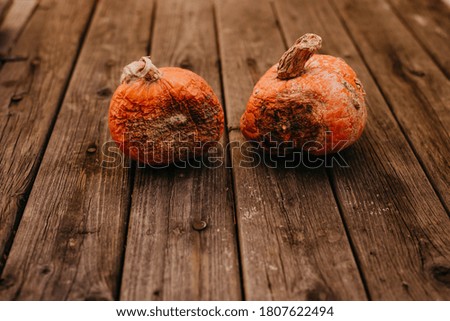 Spoiled rotten pumpkins on a wooden background. Bad holiday concept.