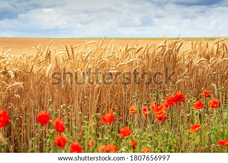 Wheat field and blurry poppy flowers at foreground. France. Ripe cereal spikes before the harvest. Organic agriculture concept. Agriculture background.  Selective focus on wheat.