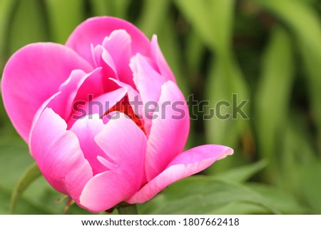 a bud of peony flower with pink petals; about to bloom