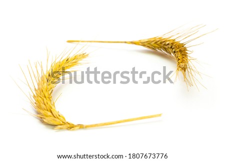 Wheat bundle. Wheat grain ear or rye spike plant isolated white background, for cereal bread flour. Whole, barley, harvest wheat sprouts. Rich harvest Concept.