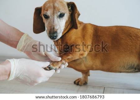 An adult dog at a veterinarian's appointment. Old tact in the veterinary clinic at the doctor's appointment. A doctor in rubber gloves probes the dog's paw. Royalty-Free Stock Photo #1807686793