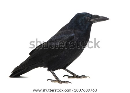 Common Raven Corvus corax, isolated on white background. Royalty-Free Stock Photo #1807689763