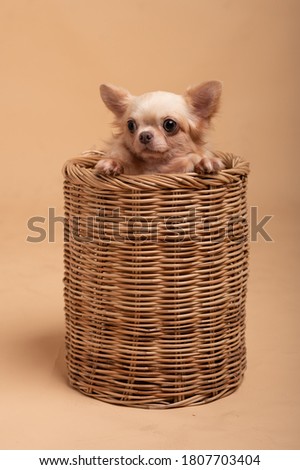 chihuahua puppy on a brown background studio photo