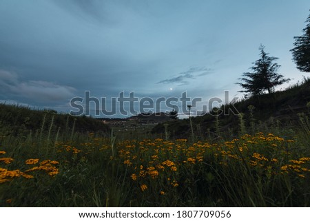 Natural landscape with a low view where you can see flowers and grass, mountains on the horizon and a cloudy sky