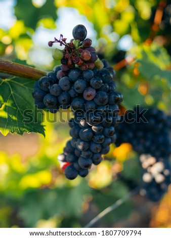 Bunch of ripe grapes on vine with blurred background and copy space. In the morning vineyard.