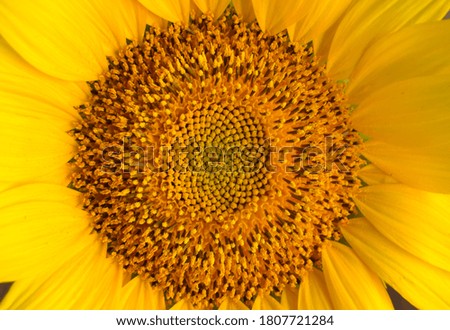 Picture of a yellow sunflower close up
