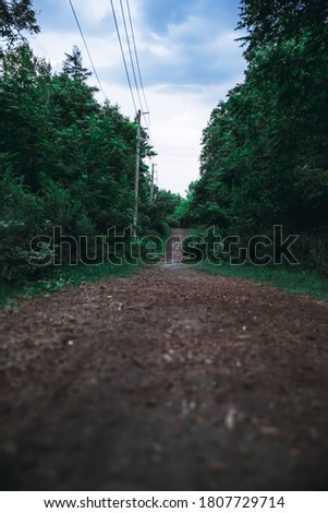 road side in the middle of a forest with green tall trees