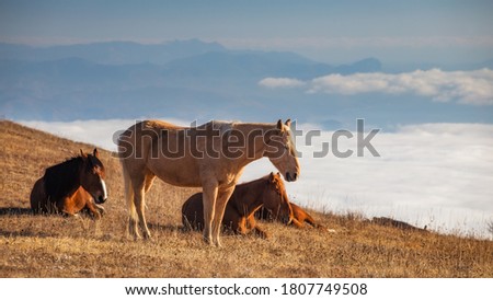 White and brown horses on a picturesque autumn pasture in the mountains. In the background - mountains and a veil of clouds.