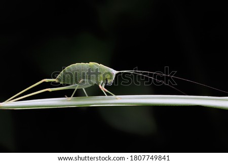 Macro shot of bush cricket,katydid.
(Arthropoda: Insecta: Orthoptera: Tettigoniidae).