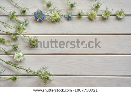        Nigella. Delicate white and sky blue flowers with little contrasting bright green stamens and  finely divided, feathery leaves on a light wooden surface. Copy space.                         