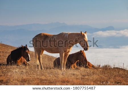 White and brown horses on a picturesque autumn pasture in the mountains. In the background - mountains and a veil of clouds.