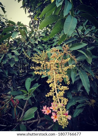 Mango flowers begin to flourish on the edge of the rice fields with sufficient water.