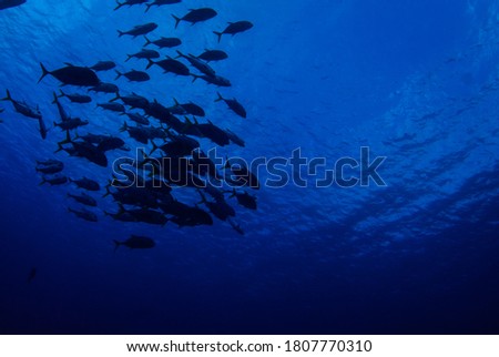 A silhouette shot of a school of horseyed jacks swimming underwater