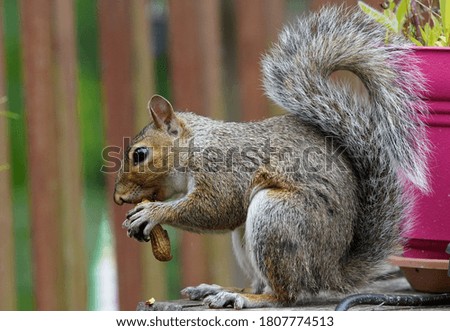 Squirrel finds a peanut in the garden
