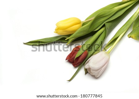 Colored tulips. Photo.