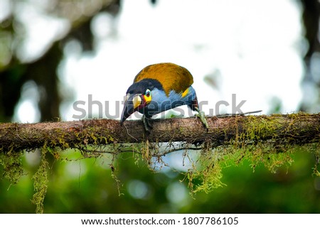Birds from Chocó Andino Biosphere Reserve located near from capital city Quito, Ecuador
