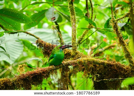 Birds from Chocó Andino Biosphere Reserve located near from capital city Quito, Ecuador
