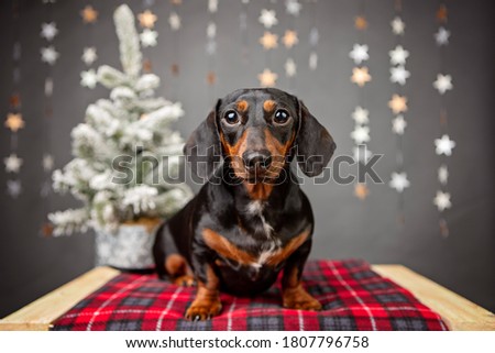 black and rust dachshund posing on a red blanket with stars and christmas tree in the background