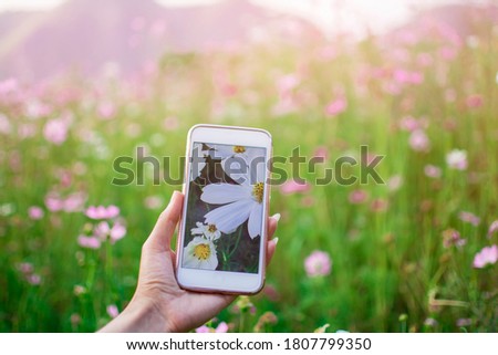 Woman having fun in the cosmos flower field with mobile phone travel photo of photographer, Tourist take a photo to cosmos flower garden