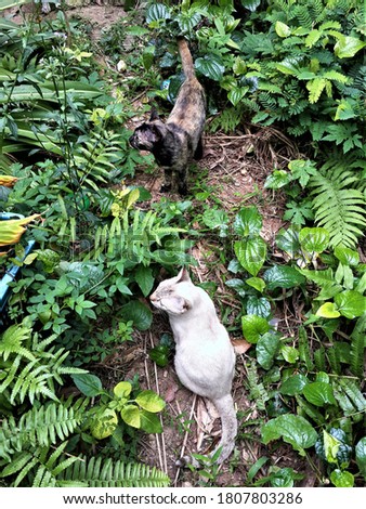 Two cute cats in the garden