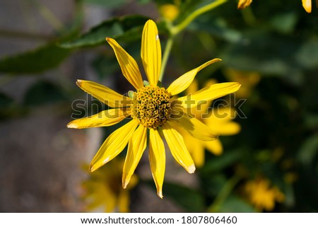 Yellow daisy flower close up