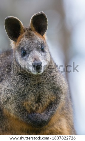 Cute and cuddly swamp wallaby.