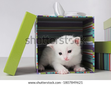 White little kitten sitting in the open colorful present box