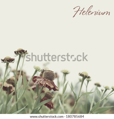 Blooming Helenium with instagram effect