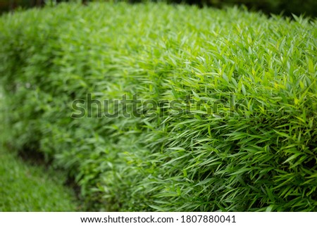 Green leaf background picture. selective focus. The background image of fresh green leaves gives a feeling of freshness and relaxation.