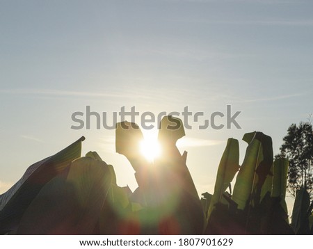 Morning light was blocked by the banana leaves Royalty-Free Stock Photo #1807901629