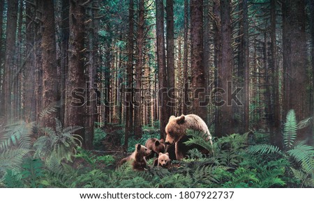 Western Hemlock trees growing close together and covered with spikemoss and bears in the Hoh Rainforest, part of Olympic National Park on the peninsula of western Washington State, United States.