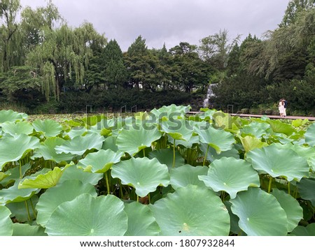 Beautiful pictures of lotus and water lily in August