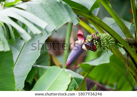 Picture of banana flower, angle view, side shot, under the clear sky in tropical moist montane forest, northern Thailand.