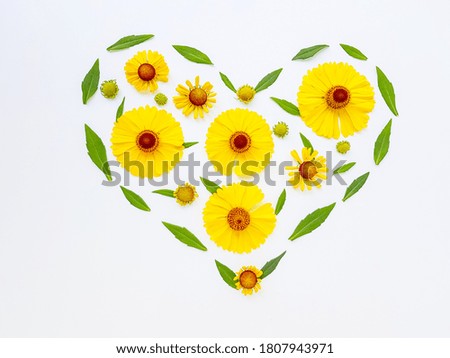 Yellow rudbekia flowers or coneflowers scattered on a white background in the form of a heart. The concept of love and health.