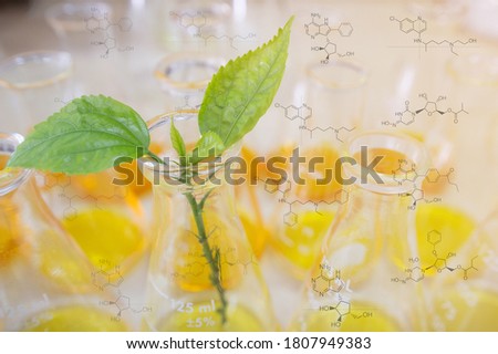 Green leaves and chemical structures on several Erlenmeyer flasks in concept of biotechnology research and green chemistry.