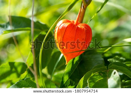 Close up view of orange fruit of Physalis (also known as winter cherry or chinese lantern) plant. Blurred background. Selective focus. Theme of plants for ornamental garden.