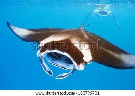 Manta ray floating underwater among plankton Royalty-Free Stock Photo #180795701