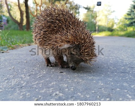 Hedgehog walking in the park in Bratislava
