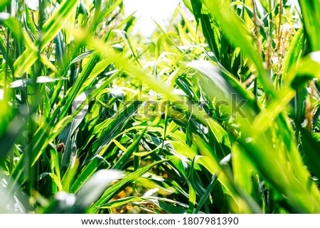 Summer corn field. Agriculture concept
