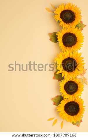 Beautiful fresh sunflowers with leaves on yellow background. Flat lay, top view. Thanksgiving day, Halloween Holiday concept with copy space. Harvest time, agriculture. Sunflower natural background