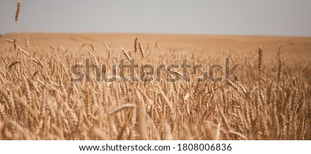 Ripe wheat field against the background of the cloudy sky. Harvest for the food industry. Royalty-Free Stock Photo #1808006836