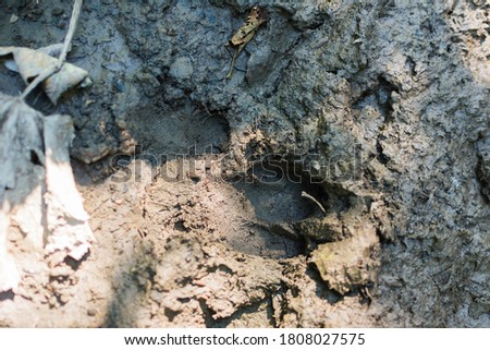 Boar tracks in the swamp. Wild pig footprint left in a puddle. Swamp and water with traces of wild animals. Danger. Mammals in their natural habitat. Wild nature.