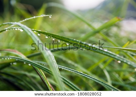 Morning dew on the grass. Green colors. Nature and recreation. Appeasement. Spring Summer Autumn. Macro shot of grass with water drops. Freshness Royalty-Free Stock Photo #1808028052
