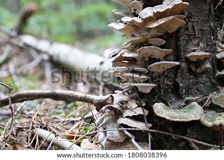 the beauty of the tree mushrooms