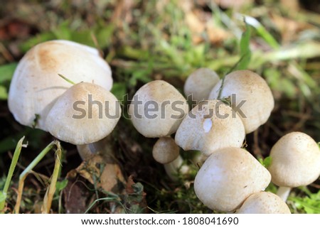Family of white mushrooms in green grass.